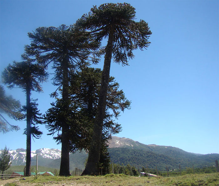 Las Araucarias